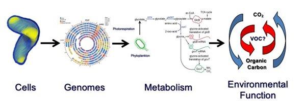 Chart of cells, genomes, metabolism and environmental function